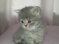 British shorthair bebekler