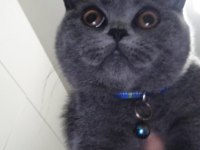 Kayseri 5-6 aylık yavru scottish fold
