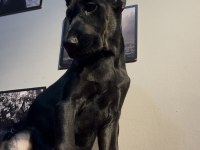 Simsiyah egzotik doberman bebekler