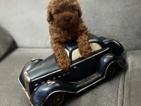 Dişi erkek sağlık garantili bebek surat toy poodle