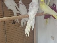 Alıştırmalık sultan papağanı bebekler