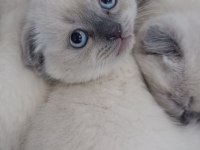 BLUE POİNT BRİTİSH SHORTHAİR YAVRULAR