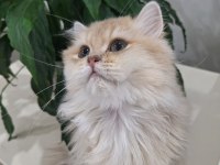 British longhair cy11 dişi