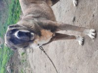BOZ ÇOBAN KÖPEĞİ