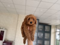 Maltipoo Yavru Köpeğimiz