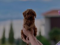 Toy poodle köpeği