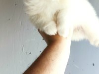 Pomeranian yavrumuz yuvasına gitmeye hazır