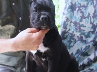 Fcı-Kıf Secereli Safkan Cane Corso