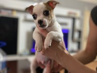 Sahiplendirme Chihuahua Yavrular