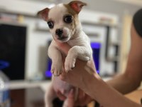 Sahiplendirme chihuahua yavrular