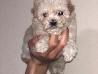 A+ kalite sağlık garantili maltipoo bebekler