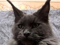 Sağlık Ve Irk Garantili Minik Maine Coon Devler