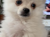 Erkek yavru pomeranian boo