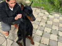 Üst kalite erkek doberman yavrularımız
