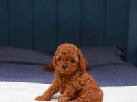 Toy poodle yavrularımız (kore)