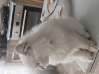 6 aylık kedimi sahiplendireceğim