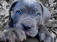 Mavi göz cane corso