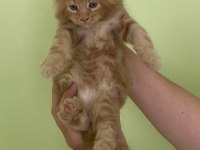 Maine Coon Erkek Kırmızı