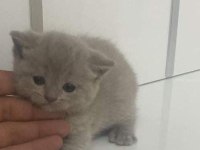 British shorthair lilac yavru