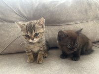 BRİTİSH SHORTHAİR SİLVER TABBY BLUE POİNT KEDİLERİMİZ
