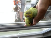 ÖĞRETMENDEN EVDE BESLENEN BAKIMLI MUHABBET KUŞLARI