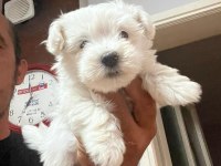 Maltese Terrier Bebekler