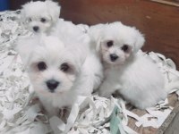 0 numara bembeyaz maltese terrier yavrularımız