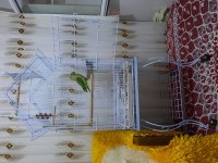 1.5 yaşında dişi iskender papağanı
