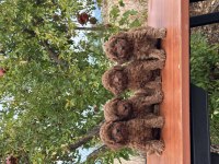 Orjinal aşılı toy poodle