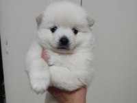 Pomeranian spitz yavrular