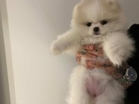 Pomeranian yavru dişi