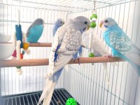 4 Adet Sağlıklı Yavru Muhabbet Kuşları