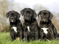 A scrli anne babadan cane corso yavrular kapıda ödeme