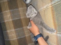 Sağlıklı scottish fold ev kedileri