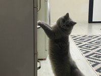 20 aylık British Longhair Ücretsiz