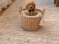 Maltipoo yavruları ırk sağlık garantili
