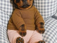 Can Dostunuz Rottweiler Kapıda Ödeme Mevcuttur