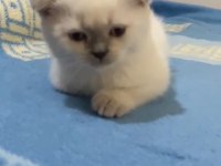 Scottish fold point prensesler