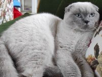 Scottish Blue Point