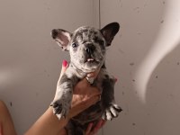Exotic French Bulldog Yavrular