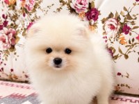 BİBLO POMERANİAN BOO