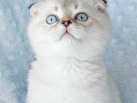 İlkbaharın en güzel scottish fold yavrusu