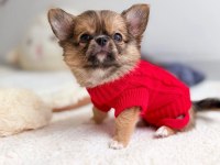 Gold chihuahua WC eğitimli