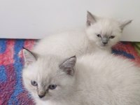 Blue Point British Shorthair Bebekler Teslime Hazır
