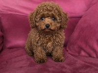 Toy Poodle Yavrularımız
