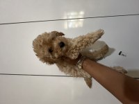 Maltipoo Dişi Erkek Bebekler