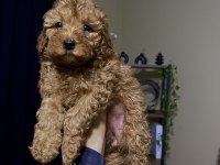 Ev Doğumu Toy Poodle Bebekler
