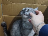 Britsh shorthair silver tabby