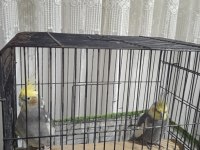 Grey erkek 9 aylık sultan papağanı