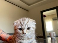GÜZELLER GÜZELİ SCOTTİSH BEBEKLERİM
